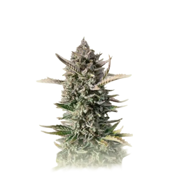 Gorilla Fast F1
