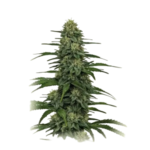 Gorilla Glue
