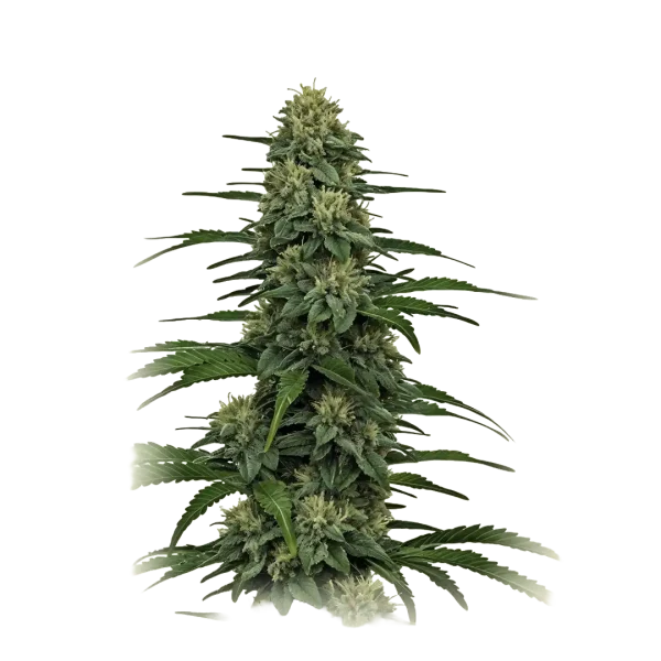 Gorilla Glue