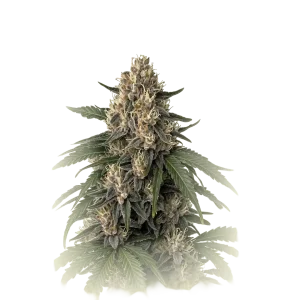 Gorilla Kush
