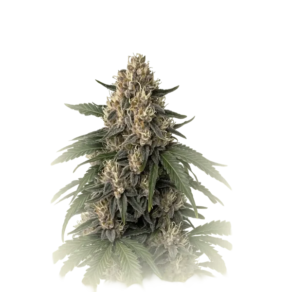 Gorilla Kush