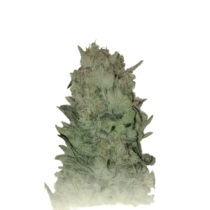 Gorilla Platinum Auto