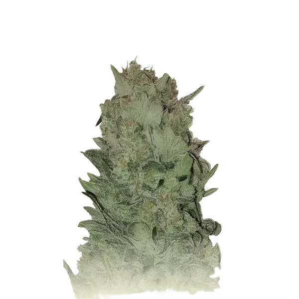 Gorilla Platinum Auto
