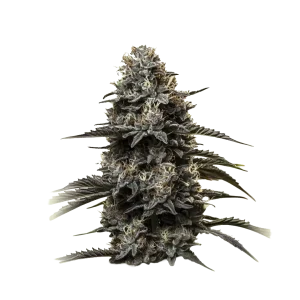 Grand Daddy Purple