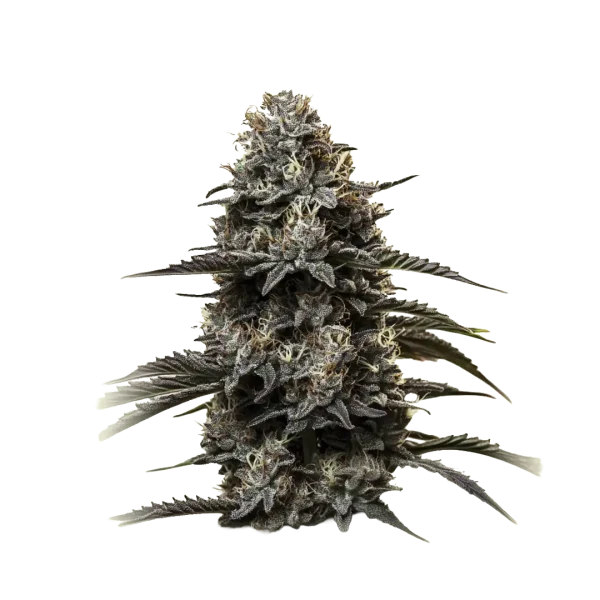 Grand Daddy Purple