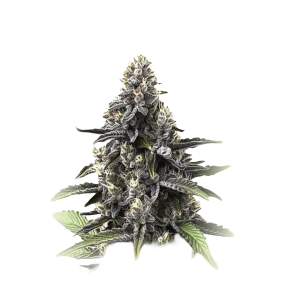Gran Daddy Purple Fast F1