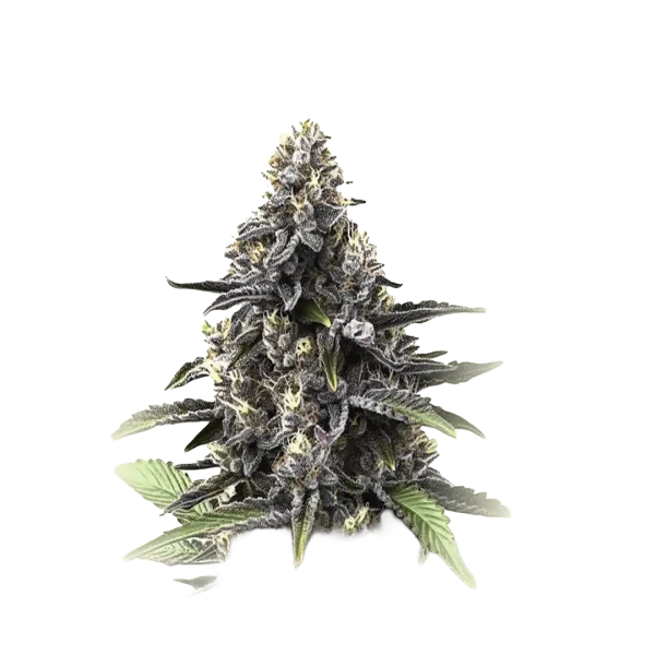 Gran Daddy Purple Fast F1