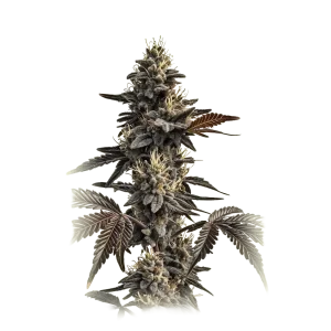 Grape Garcia Bx2