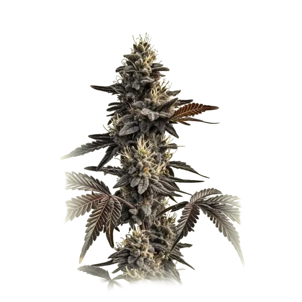 Grape Garcia Bx2