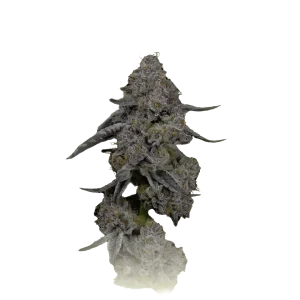 Grapefruit