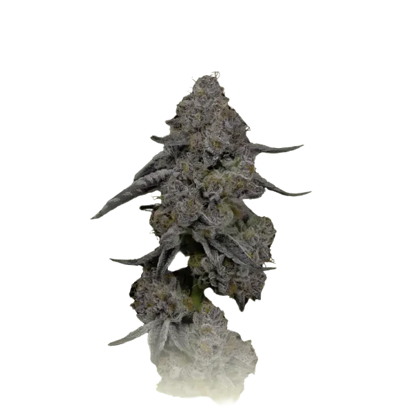 Grapefruit