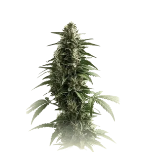 Green Crack Auto