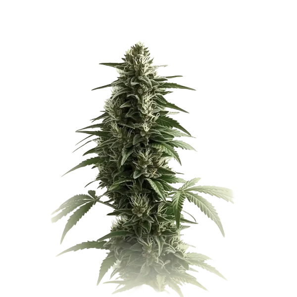 Green Crack Auto