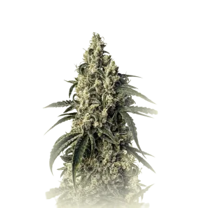 Green Poison