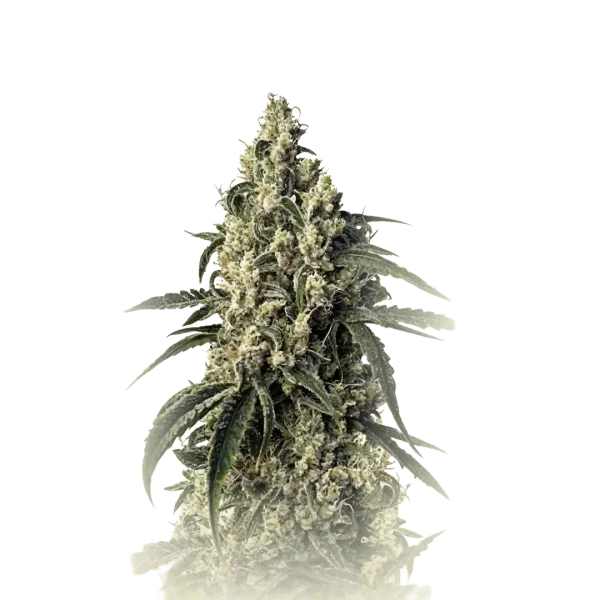 Green Poison