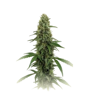 Green Crack