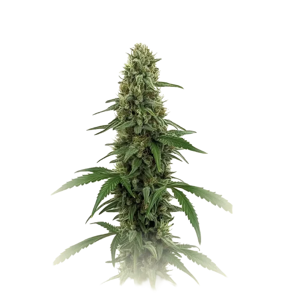Green Crack
