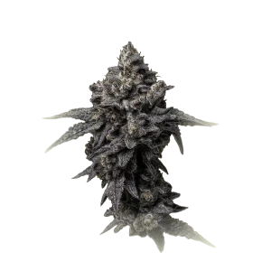 Hollyweed