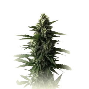 Jack Herrer