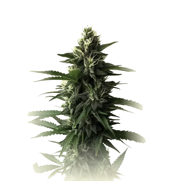 Jack Herrer