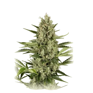 Jack Herer