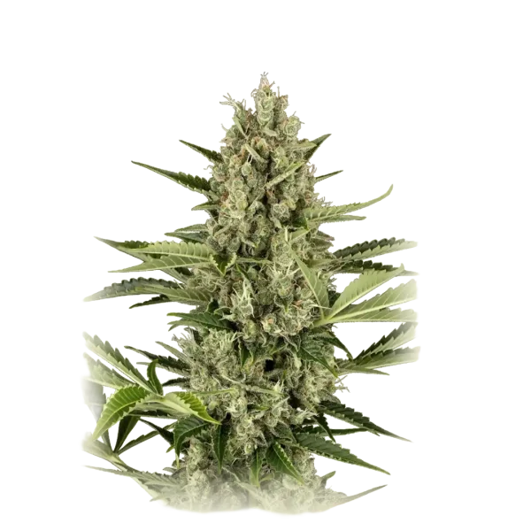 Jack Herer