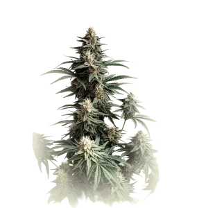 Jack Herer XXL Auto