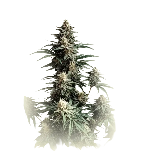 Jack Herer XXL Auto
