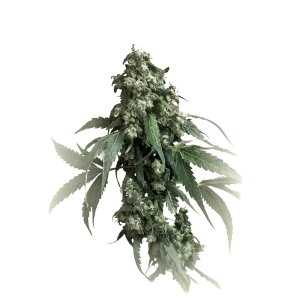 Jack Widow