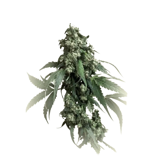 Jack Widow