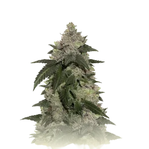 Kerosene