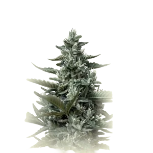 Killer Auto CBD