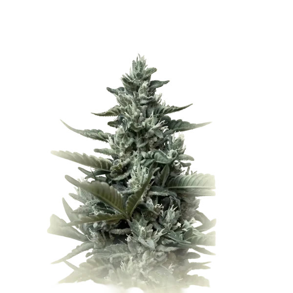 Killer Auto CBD