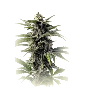 Killer Kush Auto