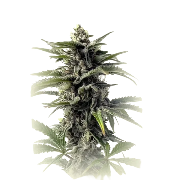 Killer Kush Auto