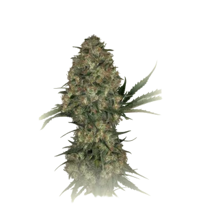 CBD Kush