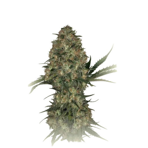 CBD Kush