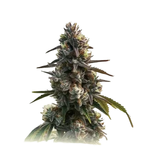 La Confidential