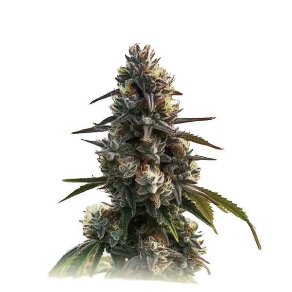 La Confidential