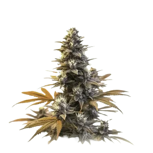 Larry OG