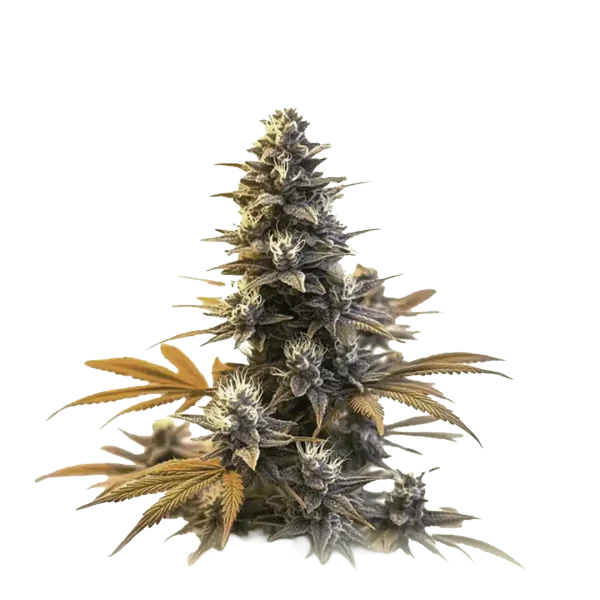 Larry OG