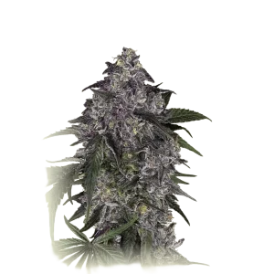 Lavender Purple Kush
