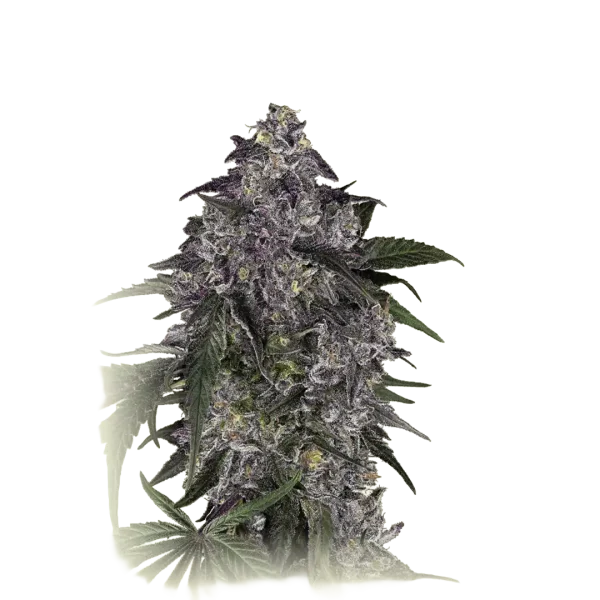 Lavender Purple Kush