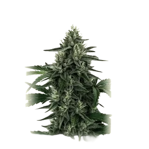 Legend OG