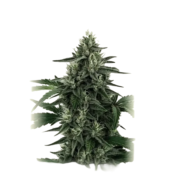 Legend OG