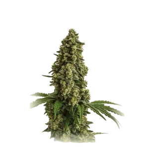 Auto Lemon Haze