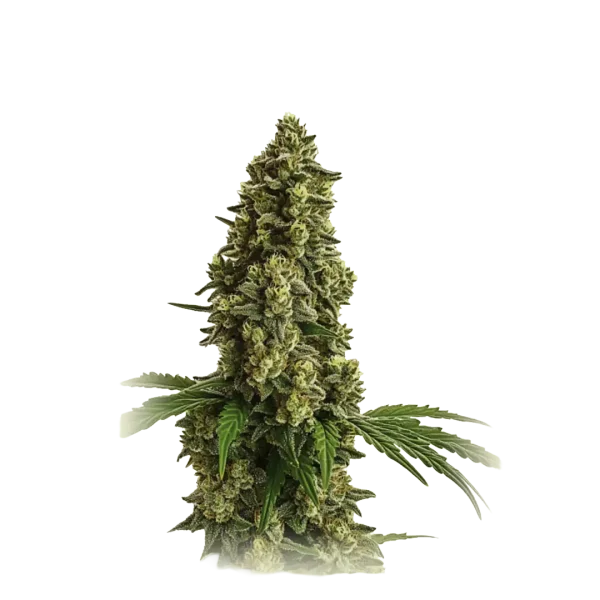 Lemon Gelato Autoflower