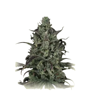 Lemon Kush