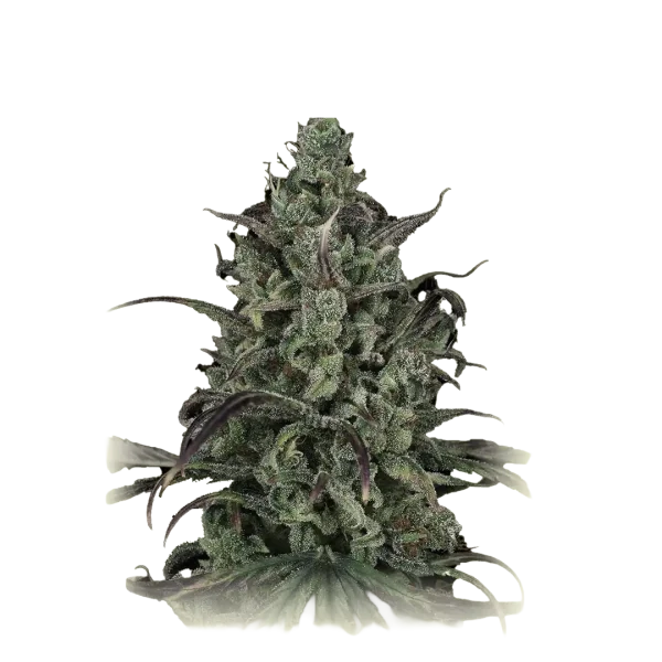Lemon Kush