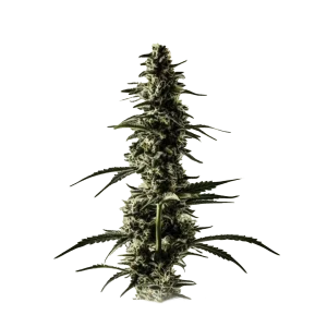 Lemon Skunk